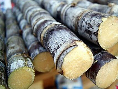 广州代妈到底可不可以食用甘蔗?